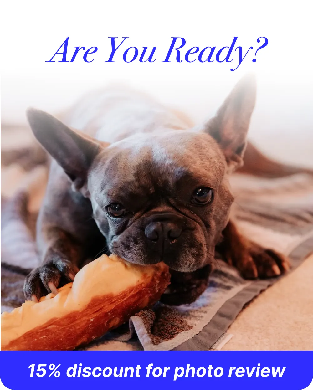 Pet store, email marketing banner ad
