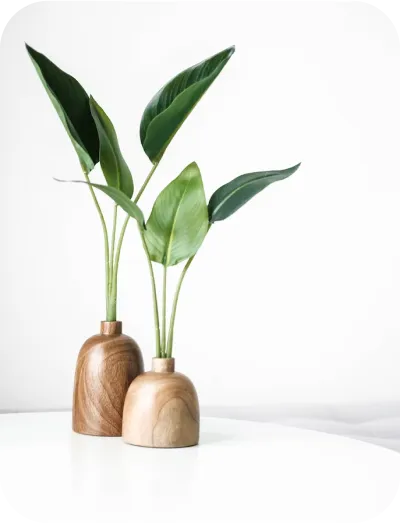 Set of 2 plants - product example